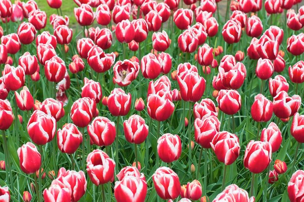Fiori di tulipani rossi da vicino Messa a fuoco selettiva Concetto di primavera o estate Sfondo primaverile Biglietto di auguri festivo