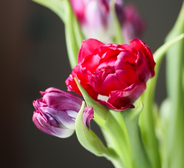 Fiori di tulipani rossi in un bouquet