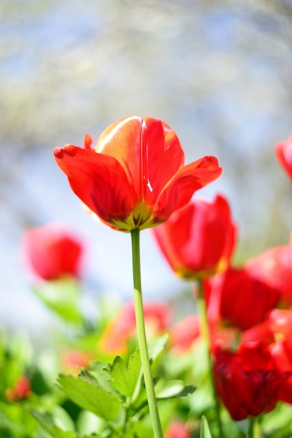 Fiori di tulipani rossi sopra il cielo. Priorità bassa della sorgente della natura.