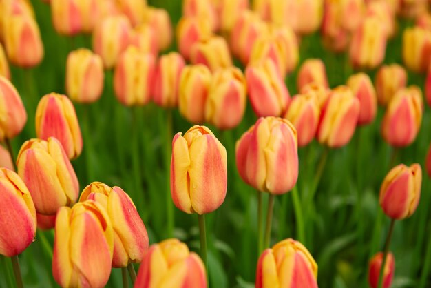 Fiori di tulipano arancio