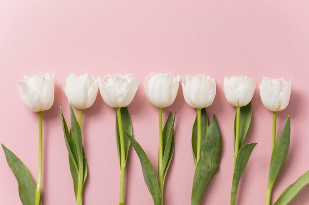 Fiori di tulipano bianchi su sfondo rosa pastello