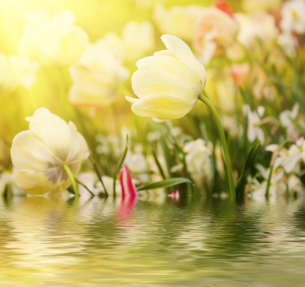 Fiori di tulipano bianco