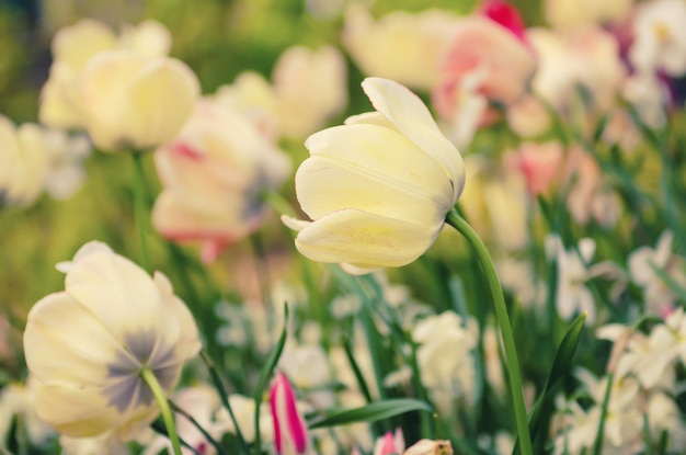 Fiori di tulipano bianco