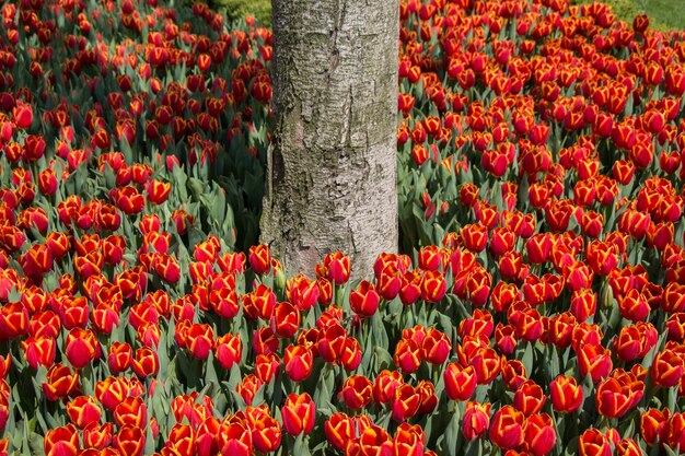 Fiori di tulipano che fioriscono intorno al tronco d'albero nella stagione primaverile