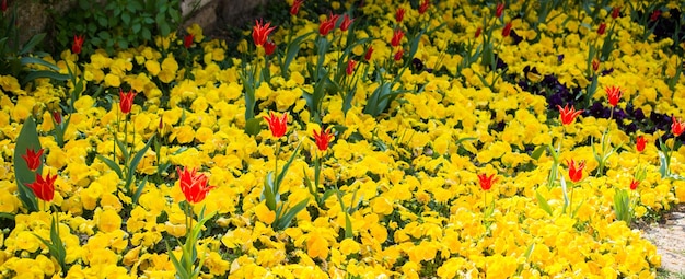 Fiori di tulipano che sbocciano nella stagione primaverile