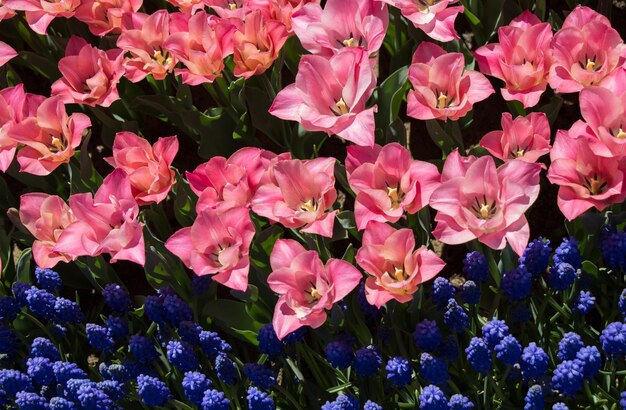 Fiori di tulipano colorati come sfondo nel giardino