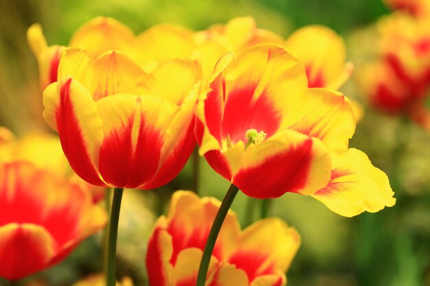 fiori di tulipano colorati in fiore closeup di bel rosso con fiori di tulipano giallo