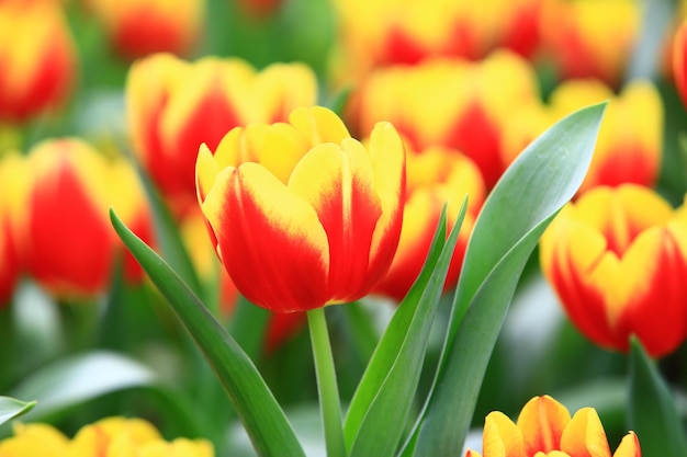 fiori di tulipano colorati in fiore closeup di bel rosso con fiori di tulipano giallo