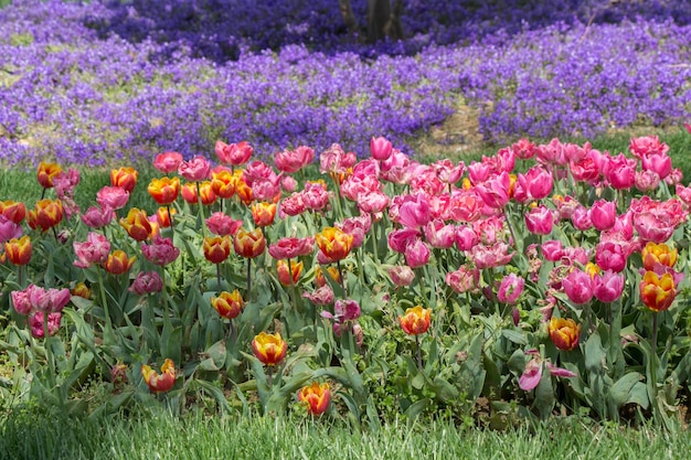 Fiori di tulipano colorati in fiore come sfondo floreale