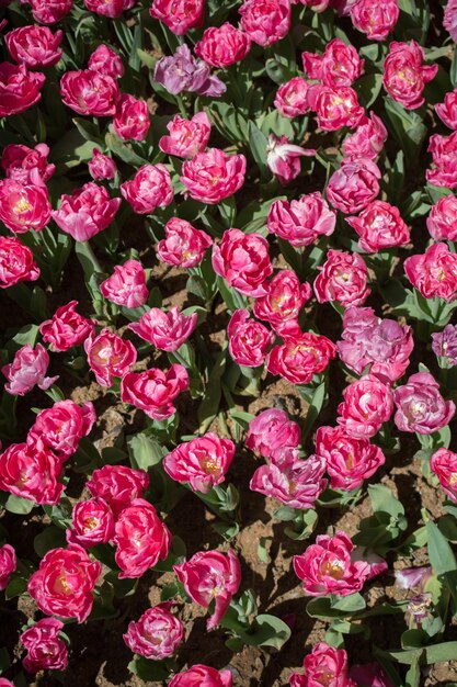 Fiori di tulipano colorati in fiore come sfondo floreale