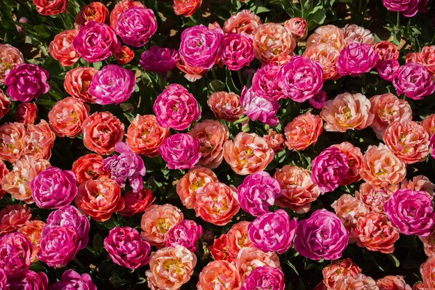 Fiori di tulipano colorati in fiore come sfondo floreale