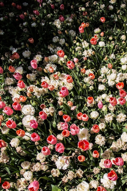Fiori di tulipano colorati in fiore come sfondo floreale