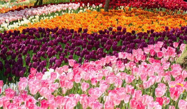 Fiori di tulipano colorati in fiore come sfondo floreale