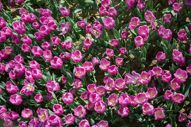 Fiori di tulipano colorati in fiore come sfondo floreale