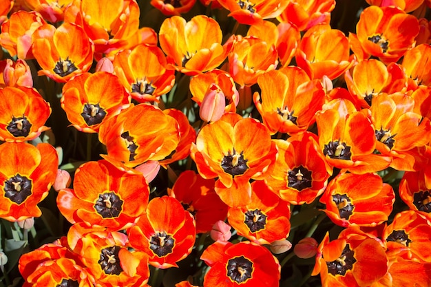 Fiori di tulipano colorati in fiore come sfondo floreale