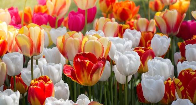 Fiori di tulipano colorati in fiore in giardino come sfondo floreale