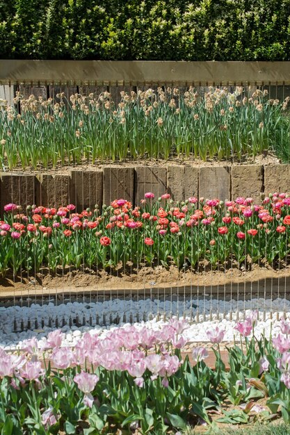 Fiori di tulipano colorati in fiore nel giardino