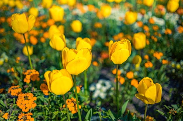 Fiori di tulipano colorati luminosi nel giardino primaverile Vista romantica idilliaca