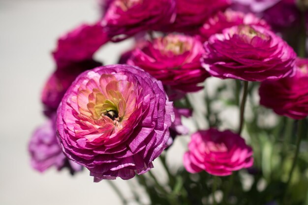 Fiori di tulipano colorati sbocciano nel giardino primaverile