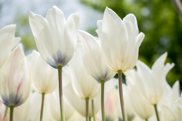 Fiori di tulipano colorati sbocciano nel giardino