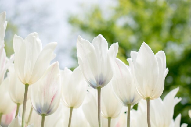 Fiori di tulipano colorati sbocciano nel giardino