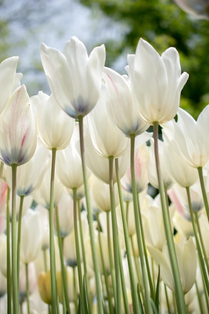 Fiori di tulipano colorati sbocciano nel giardino