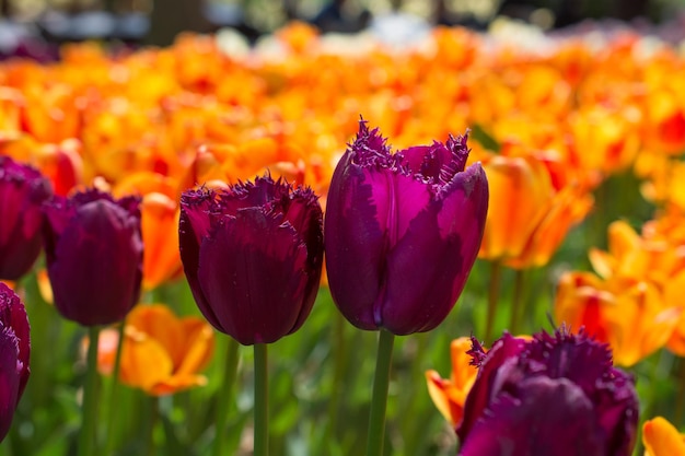 Fiori di tulipano colorati sbocciano nel giardino