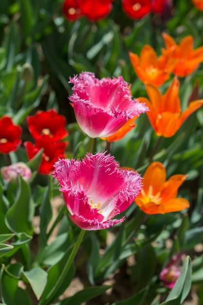 Fiori di tulipano colorati sbocciano nel giardino