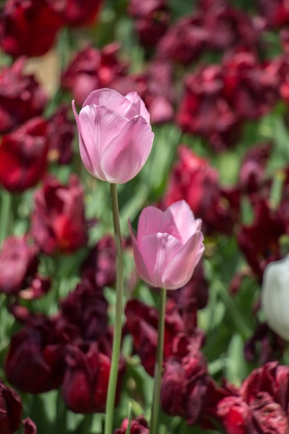 Fiori di tulipano colorati sbocciano nel giardino