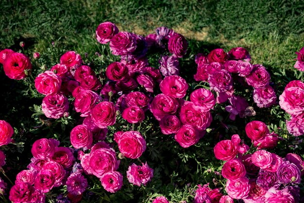 Fiori di tulipano colorati sbocciano nel giardino