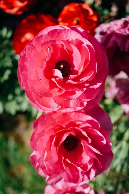 Fiori di tulipano colorati sbocciano nel giardino