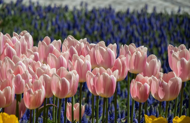 Fiori di tulipano colorati sbocciano nel giardino