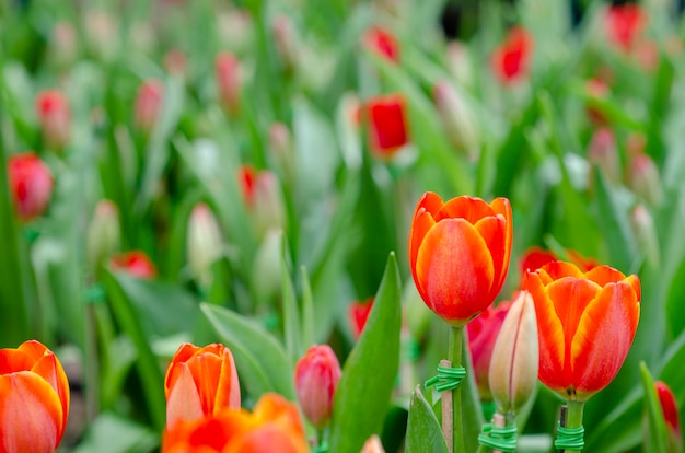 Fiori di tulipano con sfondo sfocato