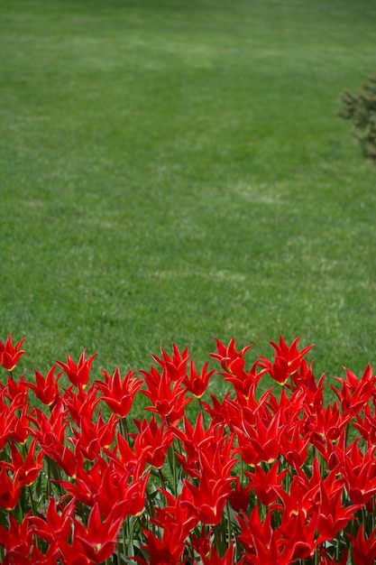 Fiori di tulipano di colore rosso nel giardino