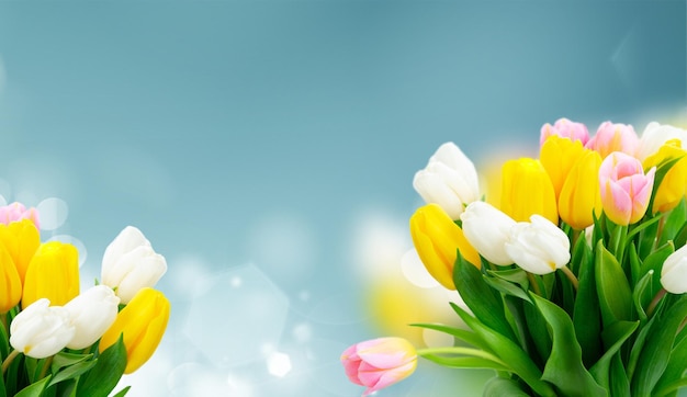 Fiori di tulipano freschi rosa, gialli e bianchi e foglie verdi su sfondo blu, formato banner web