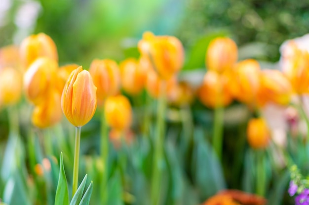 Fiori di tulipano fuoco selettivo poco profondo Primavera natura sfondo per banner web e card design