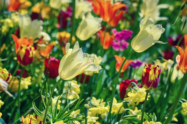 Fiori di tulipano gialli e bianchi