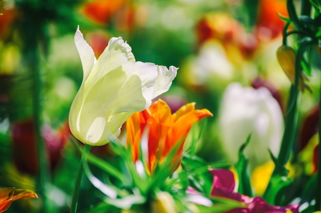 Fiori di tulipano gialli e bianchi