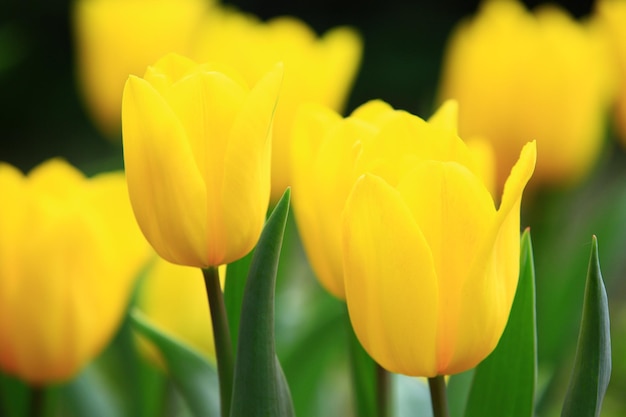 fiori di tulipano giallo in fiore