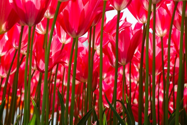 Fiori di tulipano in fiore in primavera come sfondo floreale