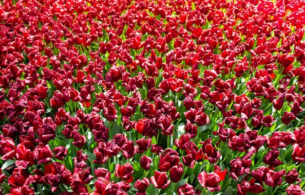 Fiori di tulipano in fiore in primavera come sfondo floreale