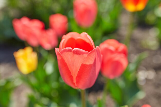 Fiori di tulipano in primo piano