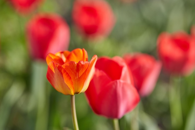 Fiori di tulipano in primo piano