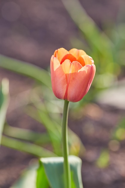 Fiori di tulipano in primo piano