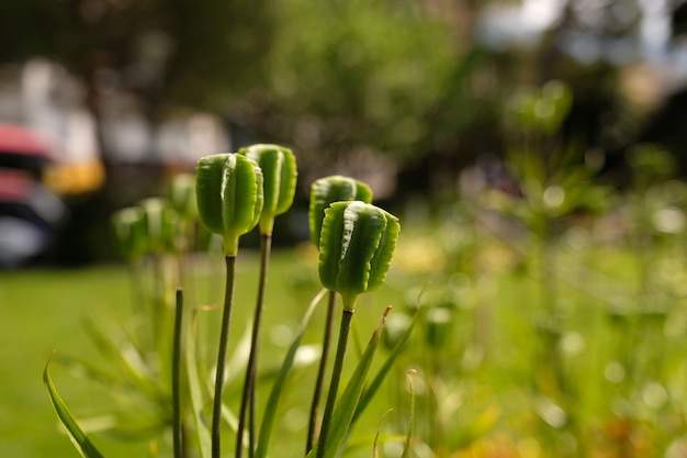 Fiori di tulipano in Svizzera