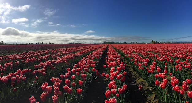 Fiori di tulipano nel campo contro il cielo nuvoloso