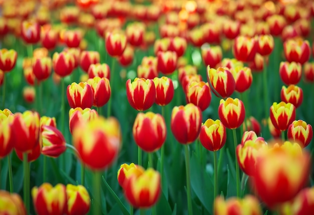 Fiori di tulipano nel parco