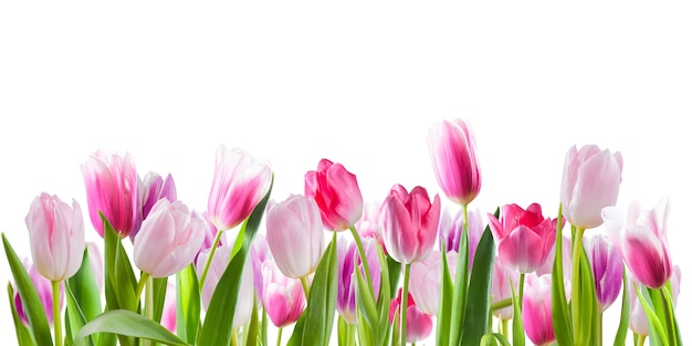 Fiori di tulipano rosa isolati su superficie bianca. Superficie a molla per il tuo design creativo