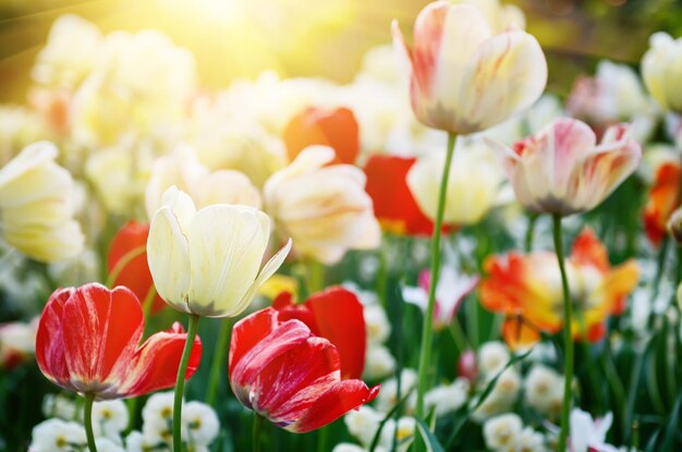 Fiori di tulipano rossi e bianchi