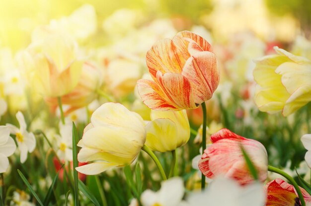 Fiori di tulipano rossi e bianchi